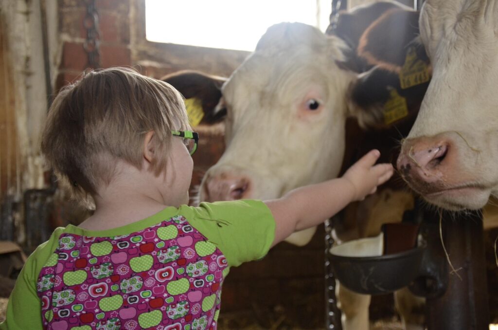 child, farm yard, children, to play, cow, agriculture, boy, animal, curious, happy, contact, cute, down syndrom, trisomy21, trisomy, disability, everyday, glasses, moment, eye contact, enjoy, handicap, animal reception, down syndrom, disability, disability, disability, disability, disability, handicap, handicap, handicap