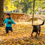Little boy and dog playing among autumn leaves in a sunny yard, capturing friendship and fun.