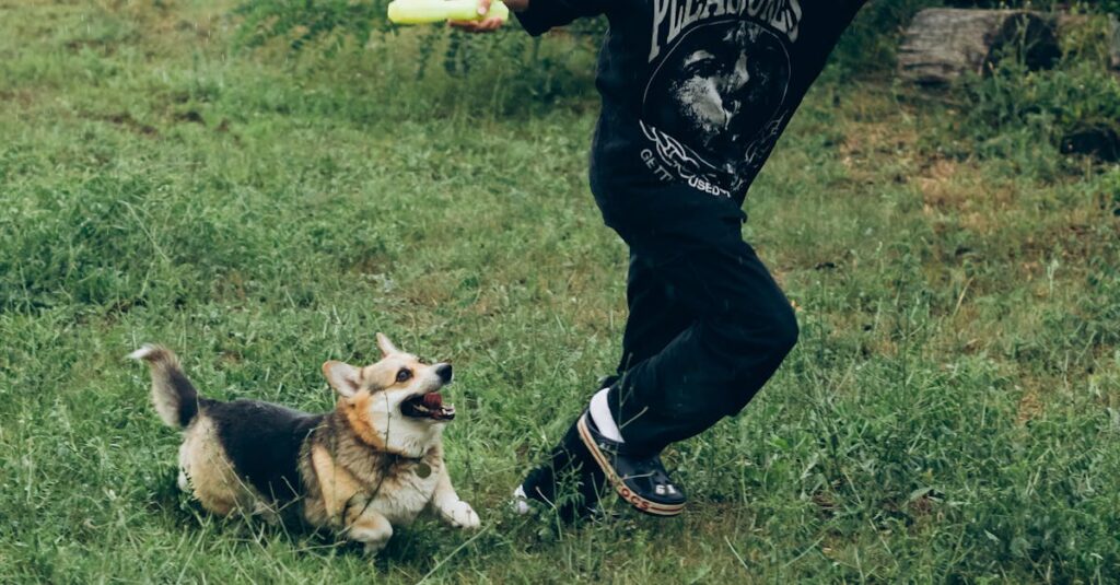 A teenager plays with a happy corgi in a lush green yard, capturing the joy of pet and owner bonding outdoors.