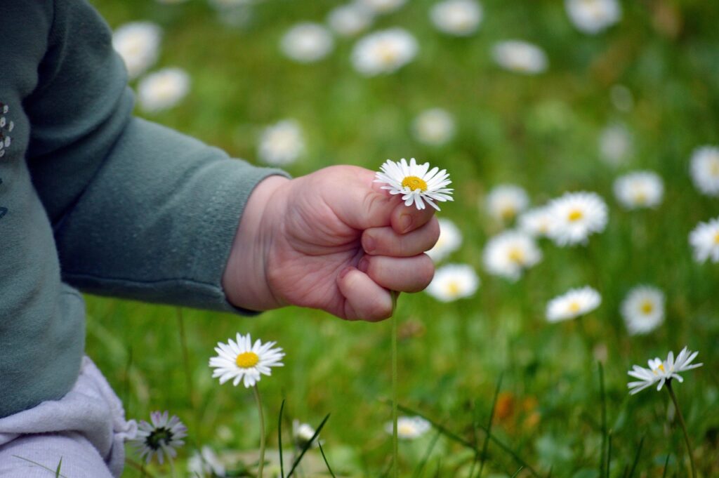child's hand, nature, pick flowers, happy mothers day, beautiful flowers, finger, daisy, small child, childhood, lawn, meadow, grass, flower wallpaper, pick, flower background, flower, child, small hand, cute, date of birth, thank you, grandson