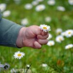 child's hand, nature, pick flowers, happy mothers day, beautiful flowers, finger, daisy, small child, childhood, lawn, meadow, grass, flower wallpaper, pick, flower background, flower, child, small hand, cute, date of birth, thank you, grandson